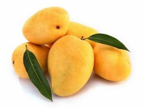 Fresh Kesar Mangoes
