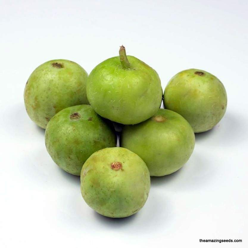 Tinda Round (Indian Baby Pumpkin) 500g (Approx) - Fresh & Tender Vegetable