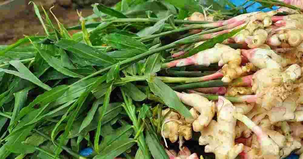 Inji Kothu (Ginger Plant) 200g (Approx) - Traditional Ritual Item