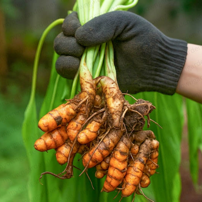 Manjal Kothu (Turmeric plant) 200g (Approx)
