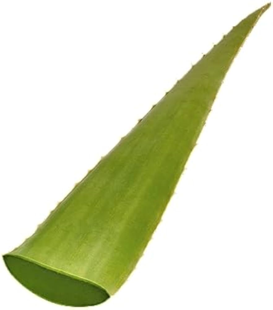 Fresh Aloe Vera 200g (Approx) � Natural Aloe Leaf