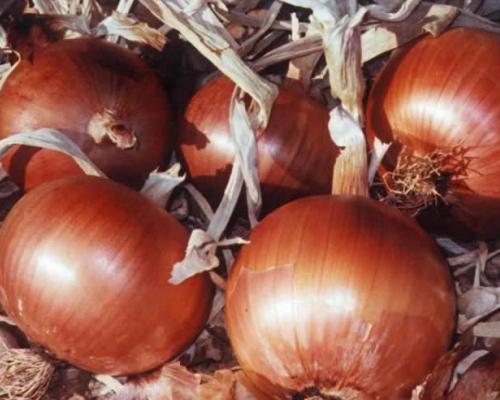 Morocco Onion