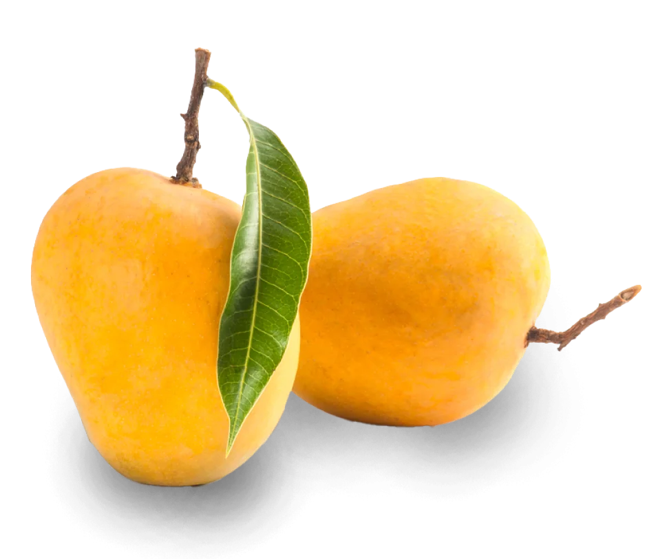 Premium Alphonso Mangoes � Handpicked King of Mangoes