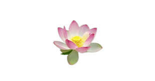 Fresh Lotus Flower (1Pcs) - Sacred Temple Offering
