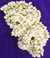 Fresh Jasmine Or Mullai Flower 20cm (Approx)