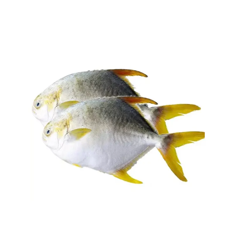 Diamond Silver Pomfret 1kg - Fresh & Healthy Fish