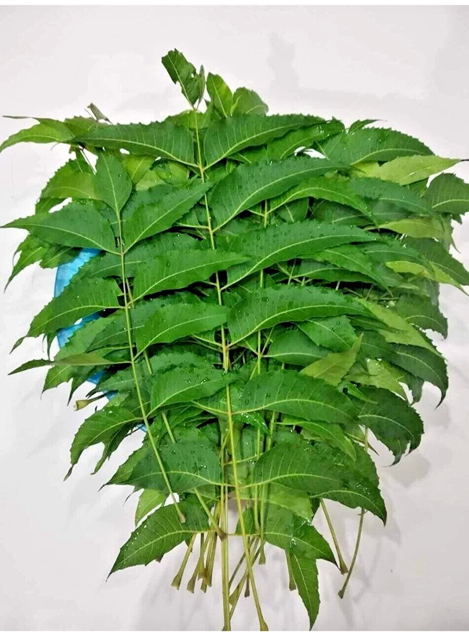 Neem Leaves 200g (Approx) - Ugadi Essential