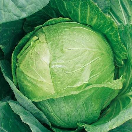 Cabbage (Muttakkosu) 500g (Approx) - Fresh Leaves Great For Salads