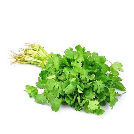 Fresh Coriander Leaves (Kothamalli) Bunch