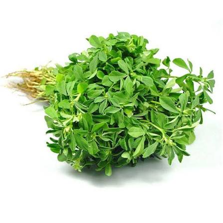 Fresh Methi Leaves (Fenugreek) (Bunch Of 2) � Farm Fresh Indian Herb