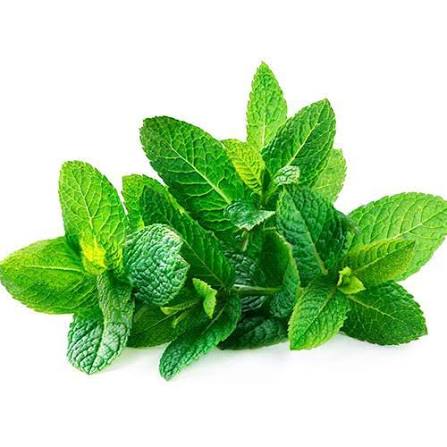 Fresh Mint Leaves (Pudina) Bunch