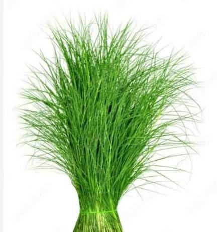Green Grass (Arugampul) 20g - Sacred Ritual Grass