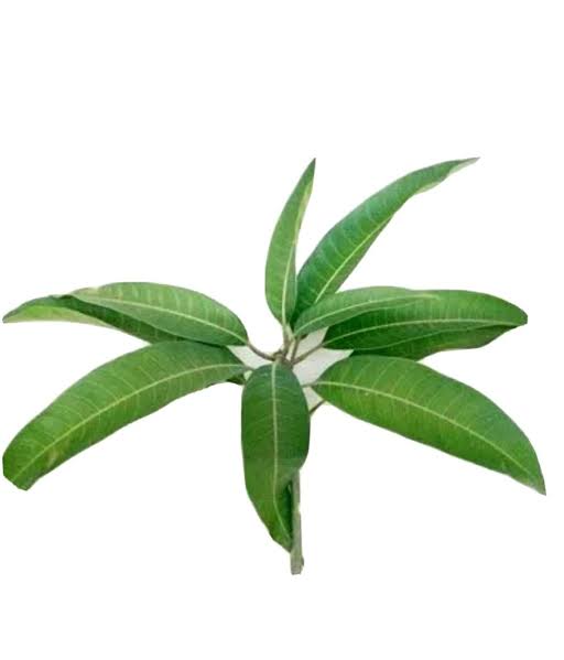 Mango Leaves (10 Pcs)