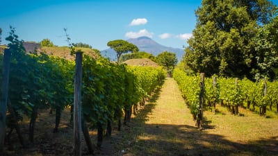 Utflykt vinprovning vid Vesuvius