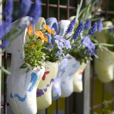 Kryssning Holland med vårblommande tulpanfält - med Senioren