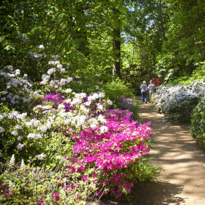 Grönskande trädgårdar i Cornwall