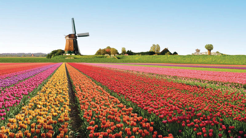 Amsterdam/närområdet. Utflykt Keukenhof