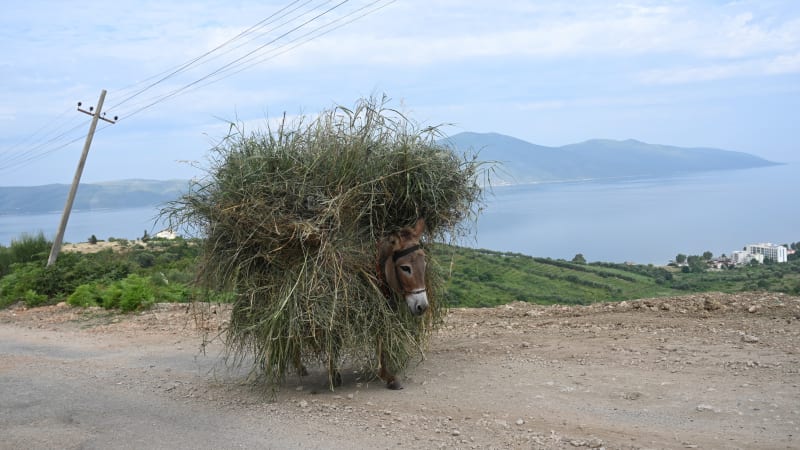 På landsbygden vandrar ofta åsnor längs vägkanten.