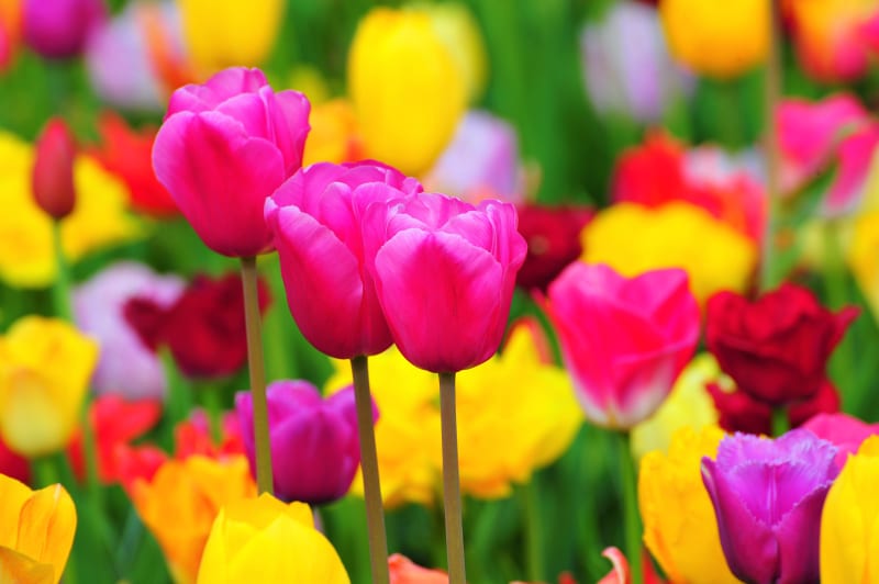 Kryssning Amsterdam - Antwerpen n�r tulpanerna blommar