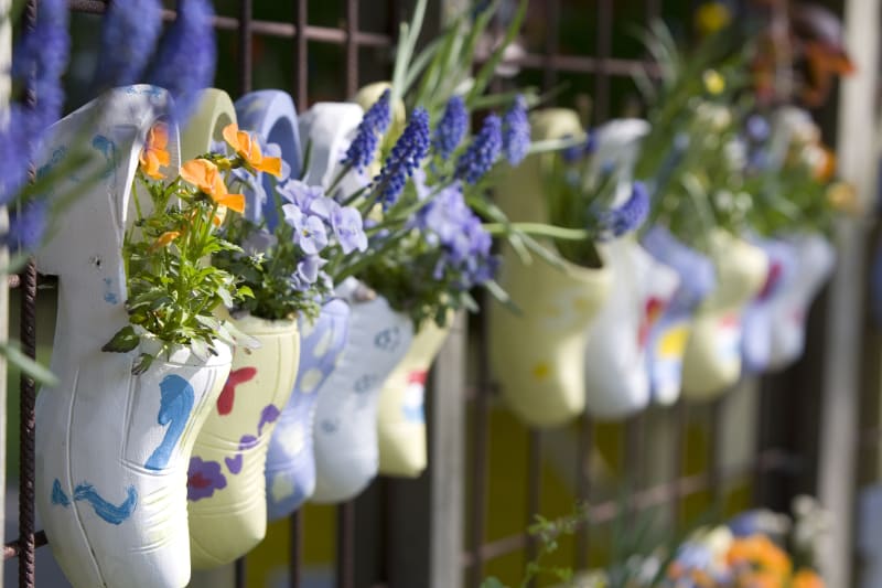 Kryssning Holland med v�rblommande tulpanf�lt - med Senioren 