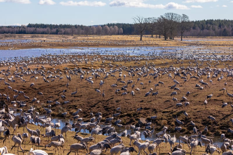 Trandansresa vid Hornborgasj�n