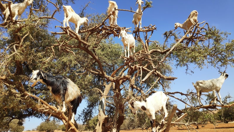 Marocko - en resa mellan legender och verklighet