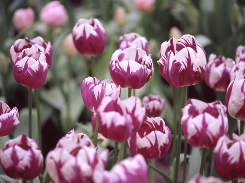 Kryssning Holland - med Blomstert�get & Keukenhof