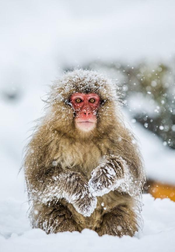 Nagano Snow Monkey Park Full-Day Private Guided Tour 3