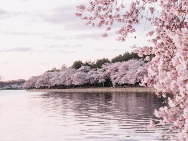 Kawazu Cherry Blossom Festival Tour 2