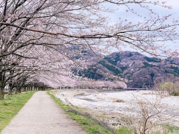 Kawazu Cherry Blossom Festival Tour 3