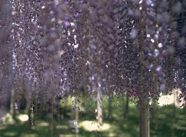Ashikaga Flower Park & Sano Premium Outlets Day Tour from Tokyo 2
