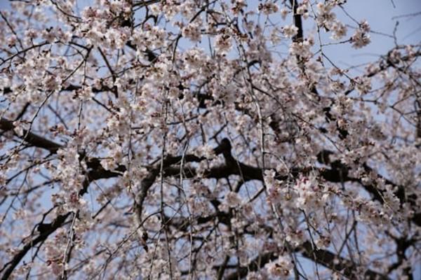 Ashikaga Flower Park & Sano Premium Outlets Day Tour from Tokyo 3