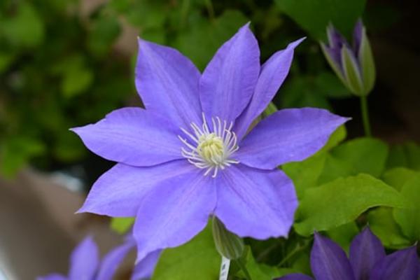 Ashikaga Flower Park & Sano Premium Outlets Day Tour from Tokyo 4