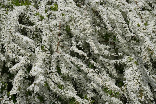 Ashikaga Flower Park & Sano Premium Outlets Day Tour from Tokyo 5