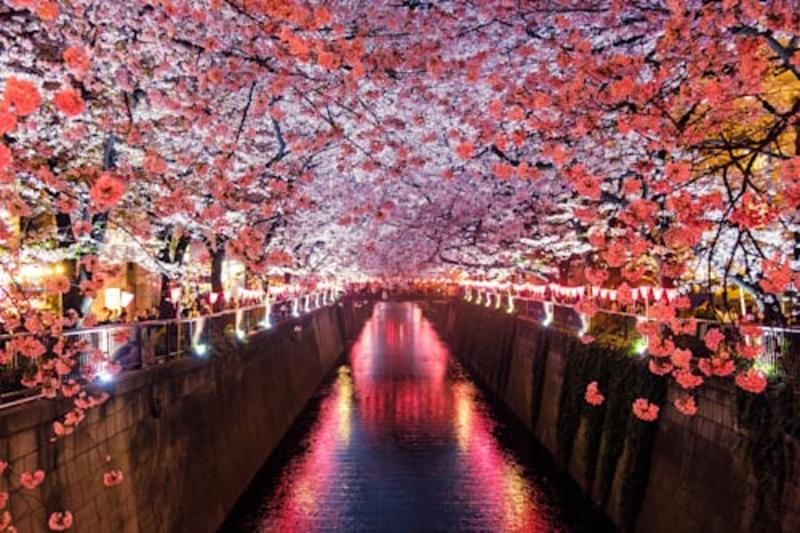 Mount Fuji Private Tour from Tokyo by Car (With Hotel Pickup) Gallery Image 5