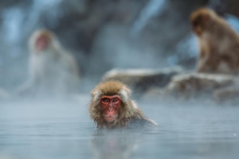 Nagano Snow Monkey Park Full-Day Private Guided Tour Gallery Image 1