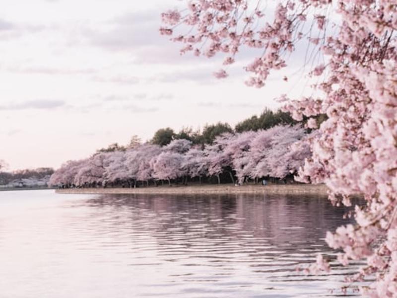 Kawazu Cherry Blossom Festival Tour Gallery Image 2