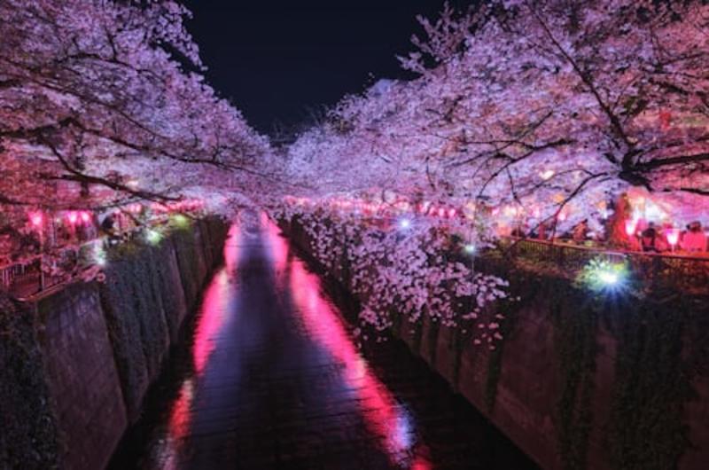 Kawazu Cherry Blossom Festival Tour Gallery Image 1