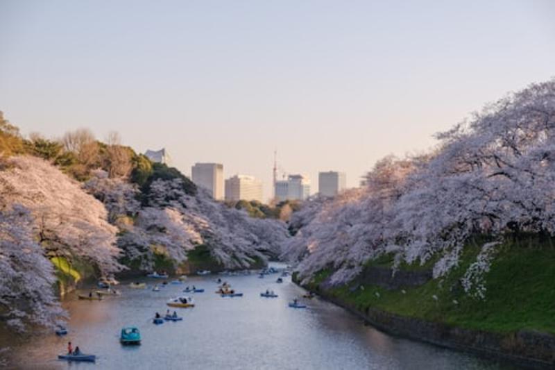 Kawazu Cherry Blossom Festival Tour Gallery Image 4