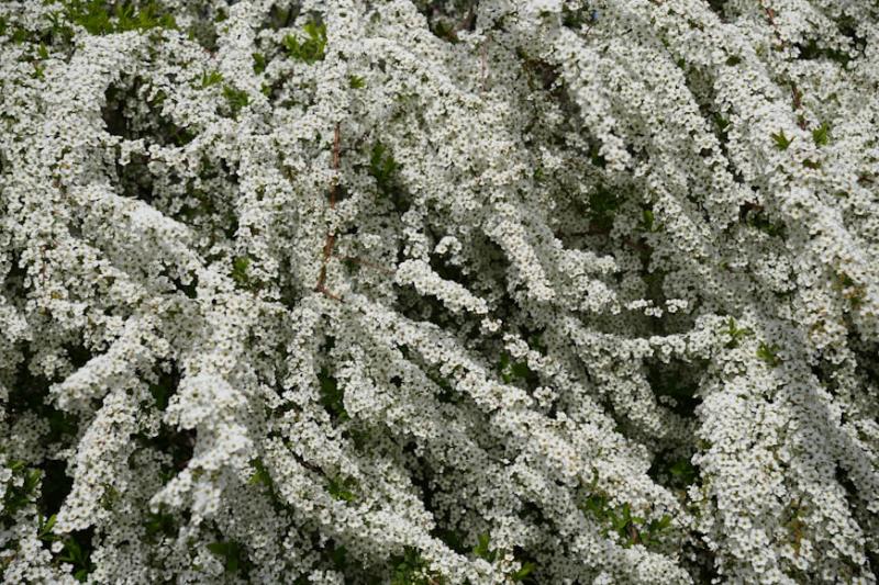 Ashikaga Flower Park & Sano Premium Outlets Day Tour from Tokyo Gallery Image 5