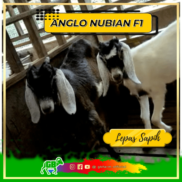 kambing anglo nubian f1