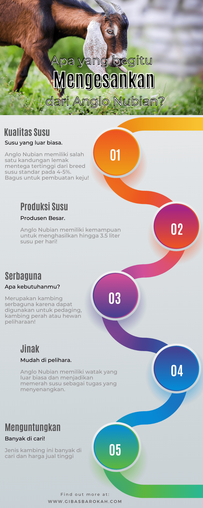 anglo nubian infografik gibasbarokah.com