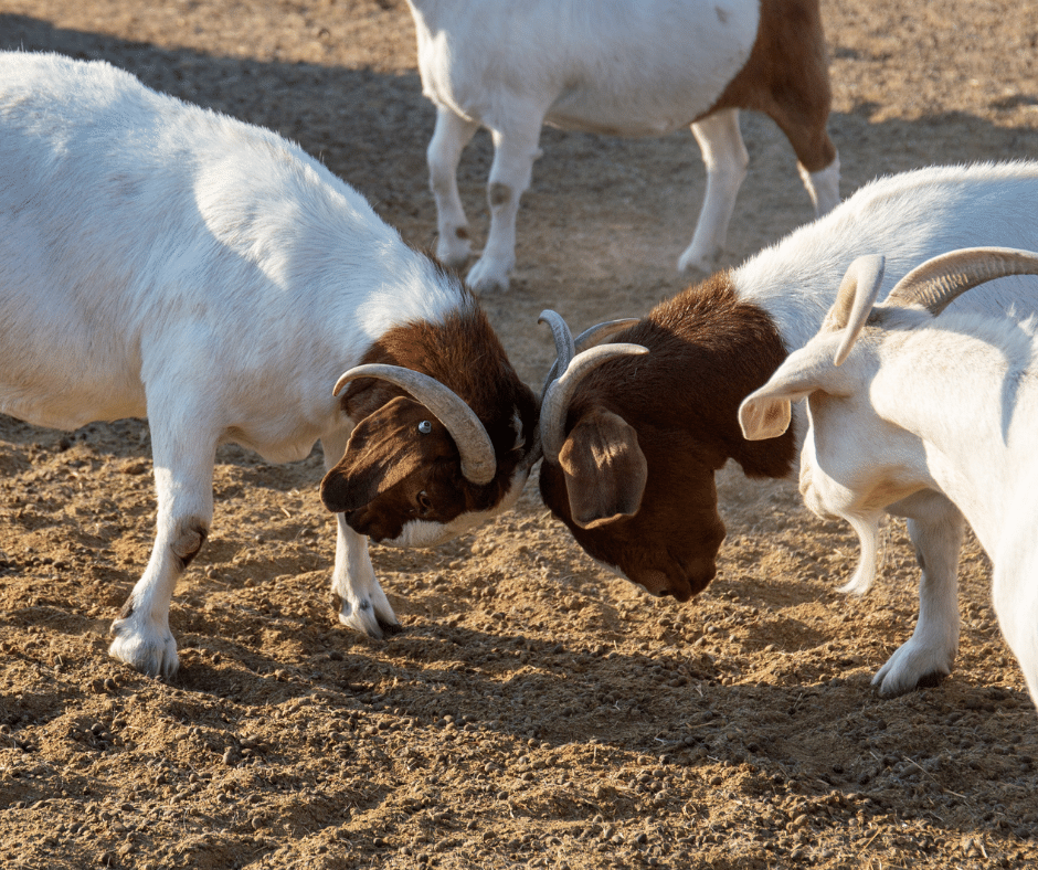 kambing boer fullblood