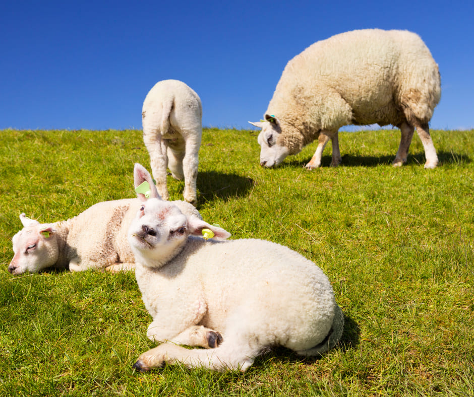 domba texel bakalan