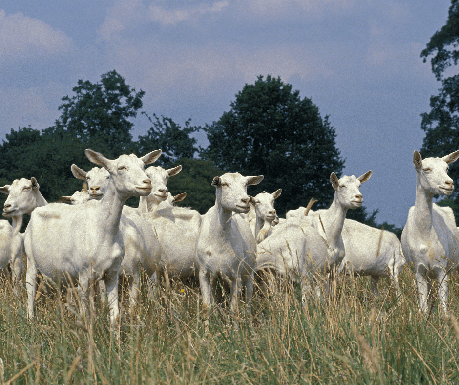 kambing saanen