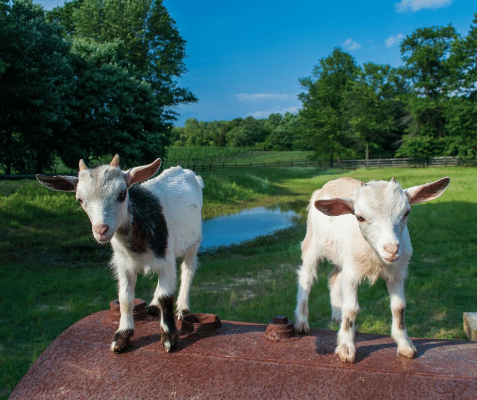 kambing pygmy lucu