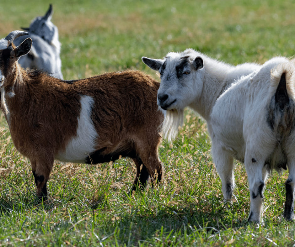 kambing mini