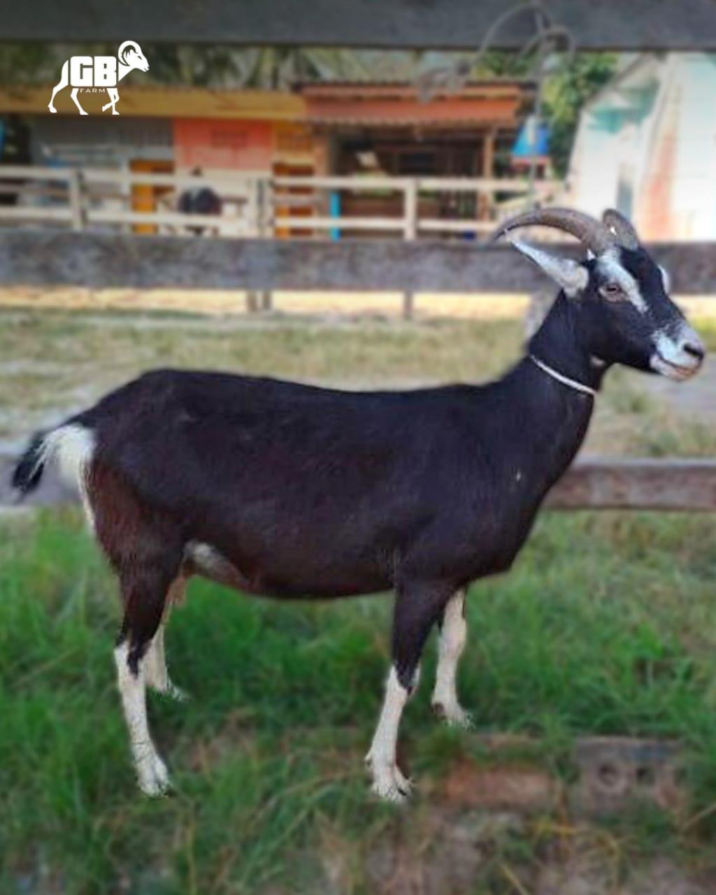 kambing british alpine betina GB Farm