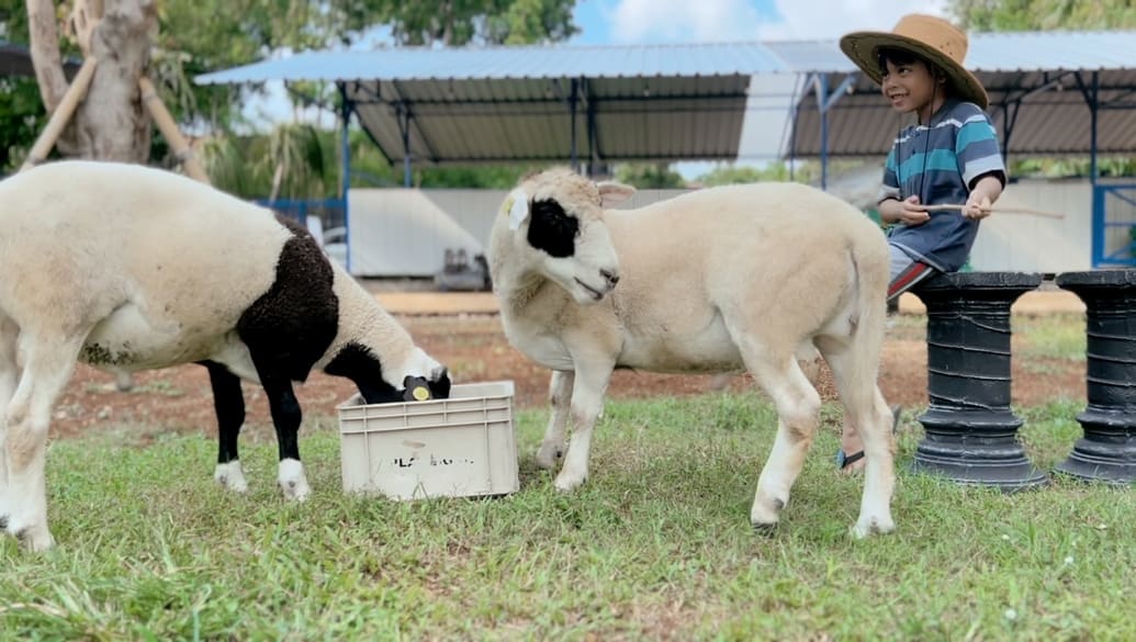 kambing qurban gb farm