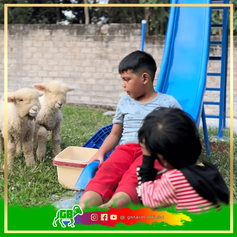 main bersama domba merino